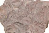 Ordovician Trilobite Mortality Plate (Pos/Neg) - Morocco #254764-2